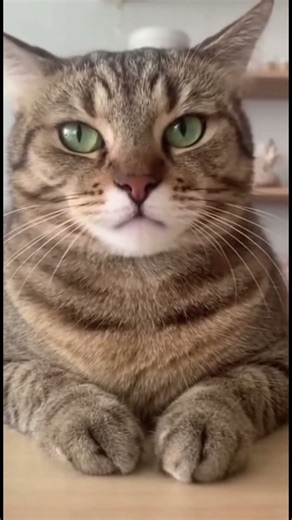 Cat Burps Nonstop Hilarious #CatBurp #FunnyCats #PetFunny