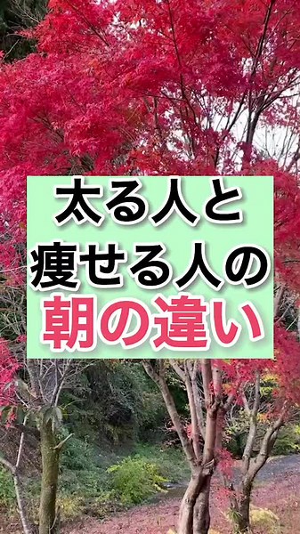 Exploring the Beauty of Red-Leaved Trees in Nature