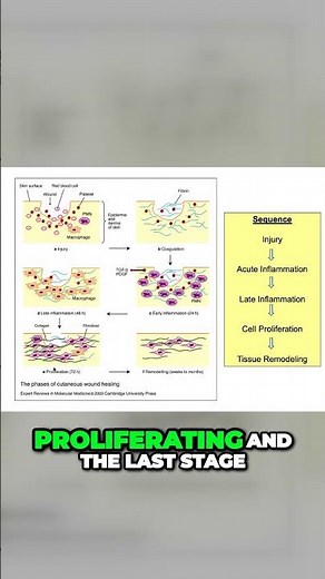 What is the Wound Healing Scenario? From Injury to Remodeling, Explained!