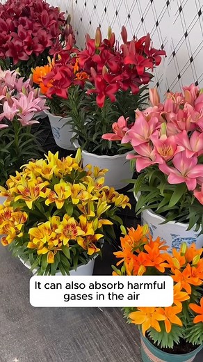 71K views · 1.6K reactions | Growing lilies #gardening #gardentools #gardeningtools #tool #tools #gardeningmakemehappy #handtools #cooltools #satisfying #gardeners #gardeninspiration #gardening #trees #tree #treesofinstagram #treestreestrees #treestagram #gardeningtips | Addicted Gardening | Facebook