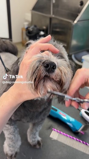 Summer Buzz Cut for Havanese Dogs