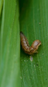 🐛 How to do a destructive sample for fall armyworm (FAW) Dr Melinda Miles from Queensland Agriculture shares her insights on taking a destructive crop sample, identifying FAW at various growth stages, counting larvae to determine if intervention is warranted and available management options. Watch the full video now: https://bit.ly/4eu3WmM #GRDCVideo #FallArmyworm #PestManagement | Grains Research and Development Corporation