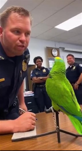 1.3K views · 23 reactions | amazing talent taliking parrot 列 #talkingparrot #funnyparrot #funny #sora #fyp | Talking parrot | Facebook