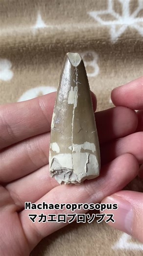 Machaeroprosopus sp. fossil phytosaur tooth from the Upper Triassic Petrified Forest Member, Chinle Formation from Arizona, United States. . . #machaeroprosopus #pseudopalatus #redondasaurus #phytosaur #triassic