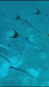 392K views · 3.6K reactions | Using Barracuda to Ambush Dogtooth Tuna | Back 2 Basics Adventures | Facebook