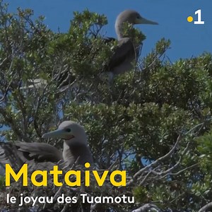 Mataiva : un atoll entre préservation des ressources naturelles et transmission du savoir-faire ancestral 🌴💙 | Polynésie la 1ère