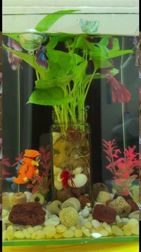 Fish Classification Made Simple #fish #film #filmorago