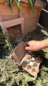 My cutie quail #cuteanimals #quail #eggs #poultry #cromerfarm #cotswoldlife #growyourownfood #slowliving #homestead #eggcollecting | Quail Homestead