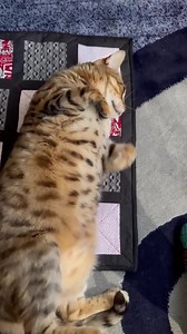 Baseball Themed Catnip Quilt - Etsy Canada