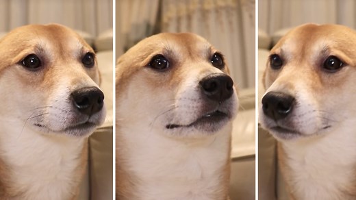 Shiba Inu Dancing | Know Your Meme