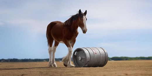 Budweiser ad featuring young Clydesdale horse rated best Super Bowl commercial: Watch it here