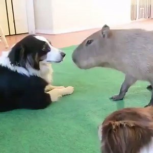 Il cagnetto incontra un Hydrochoerus hydrochaeris, ok sì, un capibara! Guardate cosa accade! | cani.it