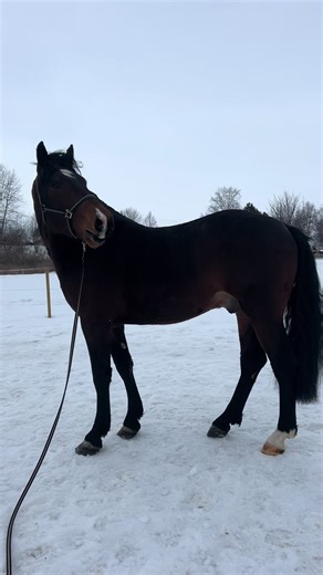 Training with Majestic Horses: Learn to Ride Like a Pro!