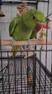 Lost my ringneck parrot (Cato Vert) today 13 November at Grand Baie Chemin 20 Pied Maharana Pratap lane aged 1 year. Under the name of Nova. Green in Colour Please contact me if found on 57768557 Reward would be awarded | Mopays.com