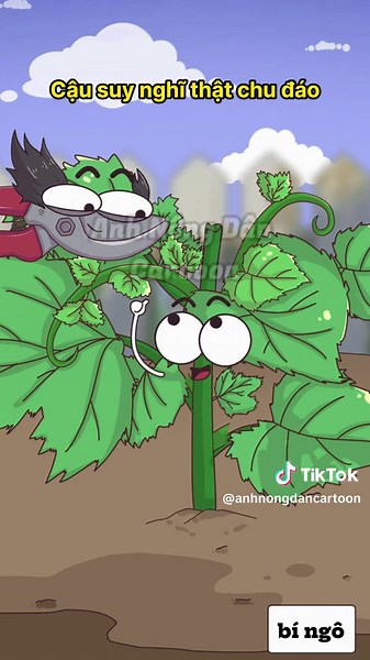 Cách trồng Bí Ngô ra nhiều quả