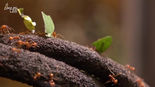 This extreme close-up of an ant’s face is the stuff of nightmares