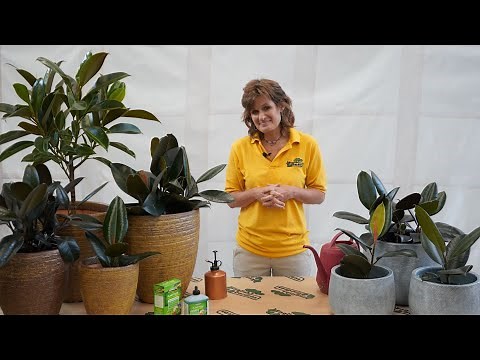 How to Care for a Ficus Burgundy (Rubber Tree) Plant ENGLISH GARDENS