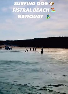 3K views · 111 reactions | Have you ever seen a surfing dog? Finn went surfing once Woolacombe Beach and he loved it! #Reels #Newquay #Cornwall #FistralBeach #Dog #surfingdog #devon | Fabulous Finn | Facebook