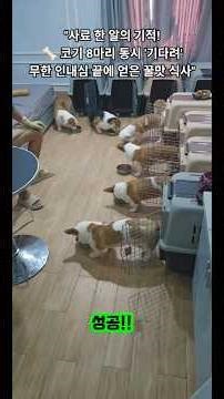 사료 한 알로 길들인 8코기의 완벽한 식사 예절(Perfect meal etiquette of 8 Corgis trained with one kibble)