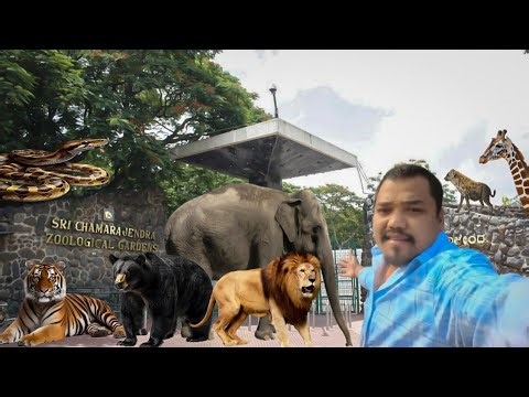 Mysore zoo walking tour| wildlife animals experience| bijaya.p647blogs|