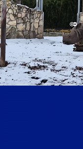 Muntjac deer scares off colossal Indian rhino