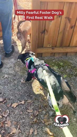 Rescued By Training on Instagram: "Millie came to us labeled “feral” and very shut down. And she was completely shut down. She had spent 6 days at the shelter not eating and completely pancaked to the floor. But... In just two weeks, she’s shown us how much change is possible with the right approach - letting her decide what is safe, lots of patience, creating choice and agency, and decompression time, all on her terms. Today, she took her first real walk and she enjoyed it. She was taking food,