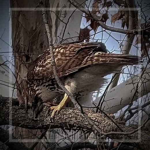 red tailed hawk(all my own pictures that I took today)