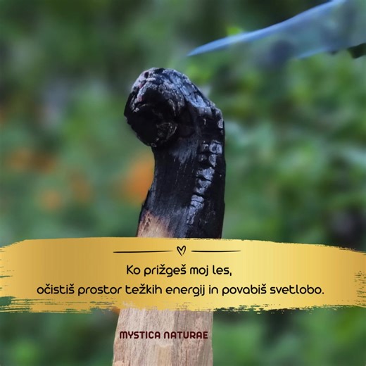 A ves, kaj je se boljse, kot Palo Santo sveti les? 👇👇👇 100% Palo Santo etericno olje. Ce ga se nimas, je modrda zdaj pravi cas, da si ga nabavis v kompletu s svetim lesom. In ce danes ta palet narocis, prejmes za darilo cisto pravi lesen Tzolkin amulet, izbran intuitivno zate ❤️❤️❤️ in oplemeniten s Palo Santo etericnim oljem. Tako ne samo, da prihranis pri nakupu pketa, temvec prihranis tudi pri nakupu amuleta, ce ga danes narocis. https://www.mystica-naturae.com/product-page/palo-santo-pake