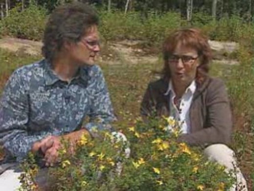 Plantes médicinales à cultiver par PasseportSanté.net