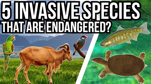 5 Invasive Species That Are Also Threatened In their Native Range