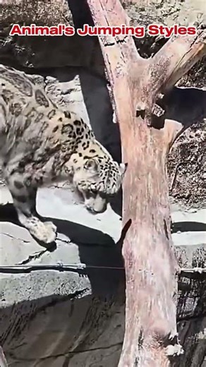 Unbelievable! Leopard Shows the Best Jumping Style!