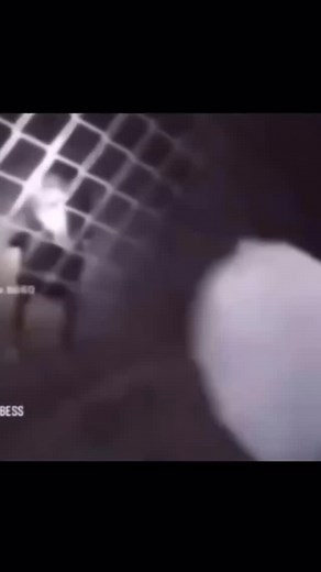 dogcoughing.daily on Instagram: "day 152 #dog #coughing #laughing #funny #fyp #funnyvideos #memes"