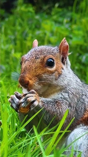 Close-Up of an Eastern Gray Squirrel Enjoying a Nut 🐿️ #shorts