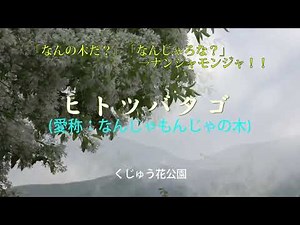 なんの木だ？→ナンジャモンジャ！ ヒトツバタゴ／愛称：なんじゃもんじゃの木 くじゅう花公園