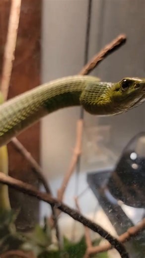 46K views · 643 reactions | part4 I bought a Boomslang, the most venomous snake in Africa. #reptiles #fakesnake #venomoussnakes #boomslang #noperope #pets | Callmethelamp | Facebook