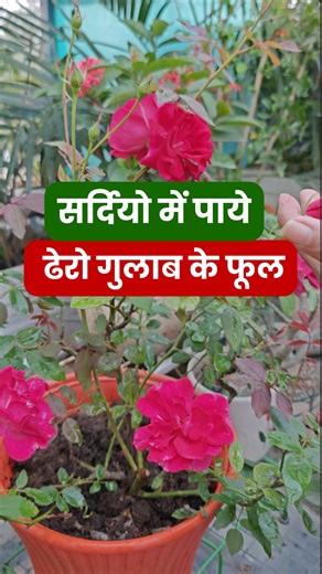 Neelam Dhingra on Instagram: "Save Your Roses: Easy Fix for White Powder on Leaves (Powdery Mildew Care) If your rose leaves are falling into the soil, it’s a warning sign! 🌸 When rose petals or leaves mix with the soil, they can invite fungus and harm your plant’s roots. To avoid this, always clean fallen leaves and prune dead ones. Feed your rose once a week with banana peel water or onion peel water—these natural fertilizers will boost flowering and keep your plant healthy. 🌺 With a little