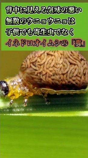 【閲覧注意】見た目がキモ過ぎる虫3選 #Shorts #雑学 #考察 #生物 #キモイ #昆虫 #グロ