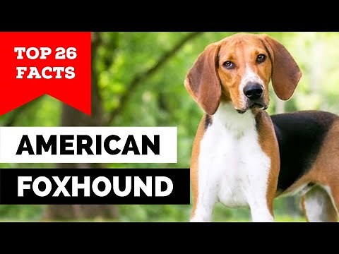 99% of American Foxhound Dog Owners Don't Know This