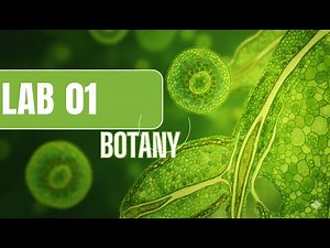 Lab1 Botany - Root and Shoot Morphology Explained - Plant Anatomy | Biotechnology ASU
