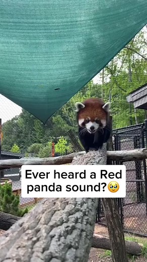 Did you know red pandas make intriguing sounds, including squeaks, chirps, and a distinctive high-pitched whistle. They use these calls to find mates and communicate in their bamboo-filled homes, and that whistle can be heard from quite a distance🐾🔊 Credit unknown Pleased DM me for credit/removal #wildlife #wildanimals #nature #naturelovers #animals #cuteanimals #animallovers #panda #redpanda #cuteredpanda #babyredpanda #beautifulredpanda #redpandasound