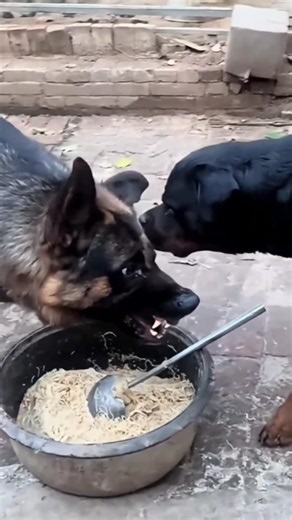 German Shepherd and Rottweiler Show Their Teeth Over Food! 🐕🔥