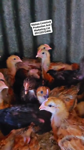 6.6K views · 60 reactions |  3-4 weeks old Noiler chicks ready for...