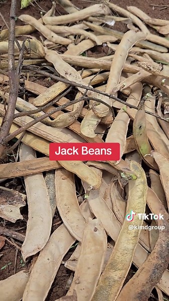 Jack Beans: Essential Growing and Planting Tips