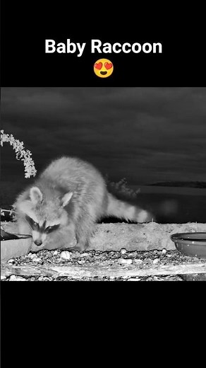 🦝 Baby Raccoon Discovers Our Feeding Station!