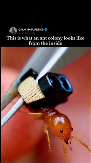 Calm Naturetics on Instagram: "This video captures a rare first-person view from inside an ant colony using an ultra-light micro camera carefully attached to an ant’s head. As the ant walks back into its nest, the footage reveals dark, narrow tunnels filled with constant movement-an underground world humans almost never get to see this closely. What feels simple at first quickly becomes mesmerizing as the ant navigates a complex, living structure built entirely for survival. These shots are poss