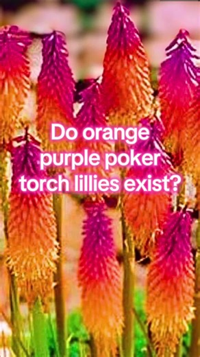 I feel in love with the color. I see seeds on etsy and amazon but cannot find any purple poker torch lillies people have actually grown. Today’s rabbit hole.. Are these real? #GardenTok #MysteryPlant #RabbitHole #Seeds #TorchLilly