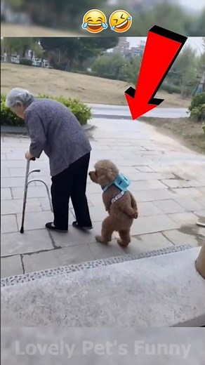 “The Funniest Animal Moments You’ll See Today 😂🐾 | Try Not to Laugh!” #Shorts #funny #funnyanimals