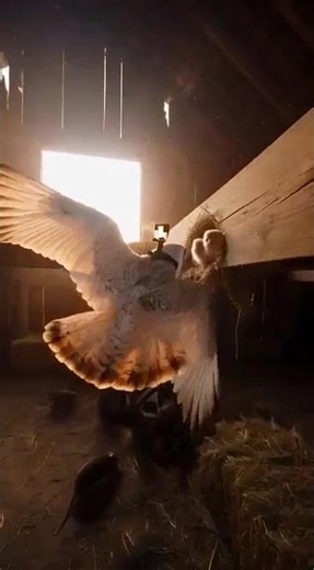 POV:A Camera on a Barn Owl Reveals the Secret Life Inside an Old Barn #animalcamera #trending #viral