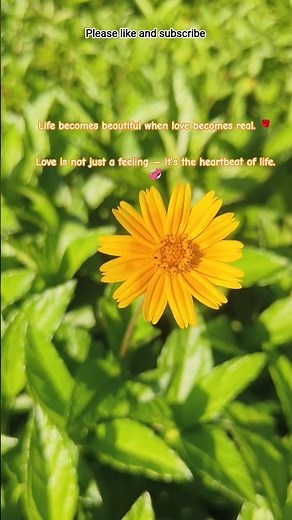beautiful flower || beautiful quotes || beautiful 😍 love #lovequotes #love #flowers #beautiful