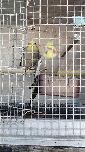 How To Breed Cockatiels (Complete Guide)